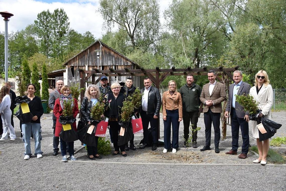 Bukowe sadzonki w Fajsławicach – zielona inwestycja w przyszłość Kraszczad